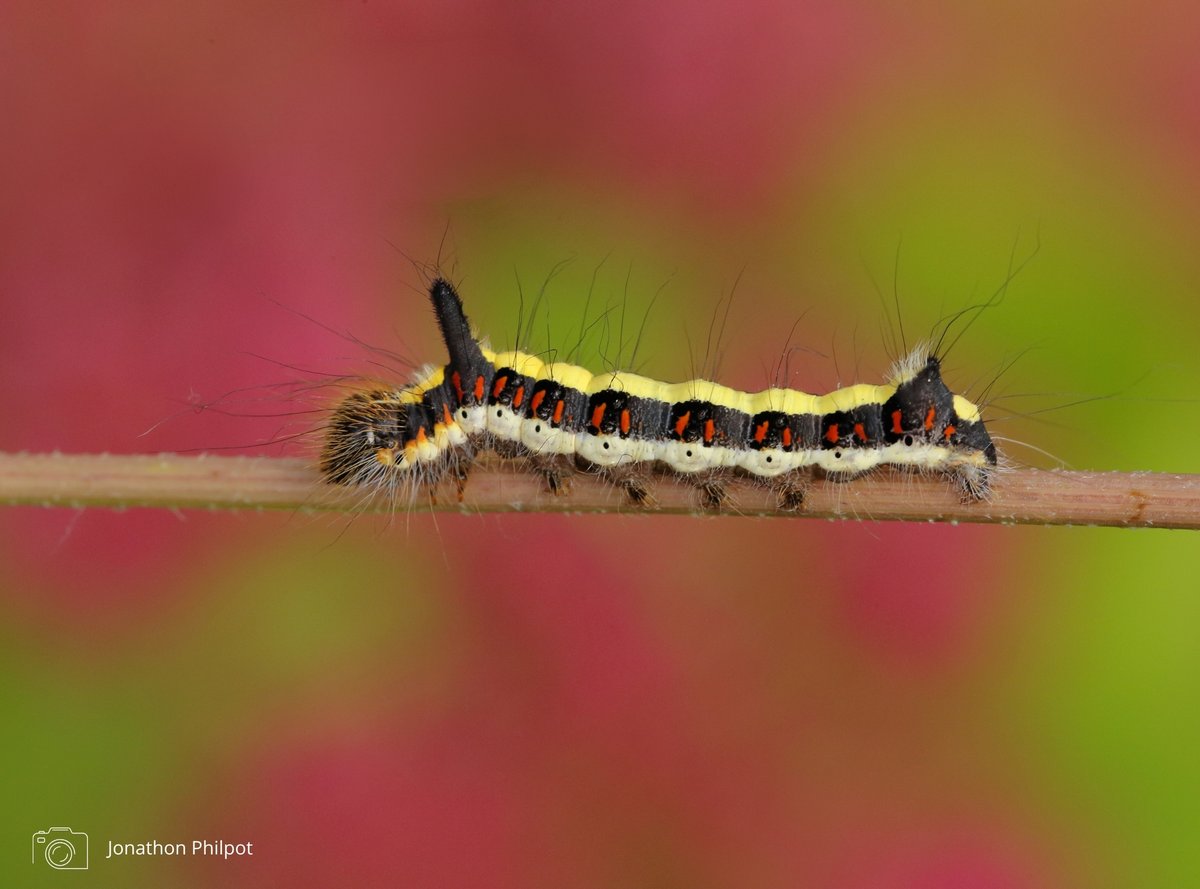 Butterflies and moths are a vital part of Earth's rich biodiversity, acting as indicators of a healthy environment and ecosystems 🌍🦋

This #EarthDay we can all help our planet by creating space for nature and wildlife to thrive 👉 wild-spaces.co.uk