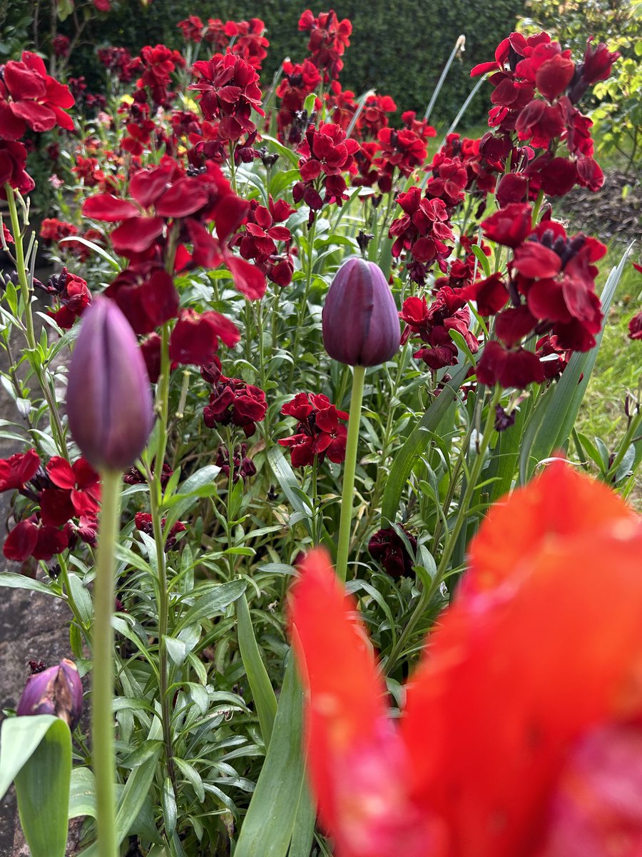 Loving the scent from the wallflowers just now, especially when the sun shines.🌞 Have a great week all. #MagentaMonday #Mondaymotivation #GardeningTwitter