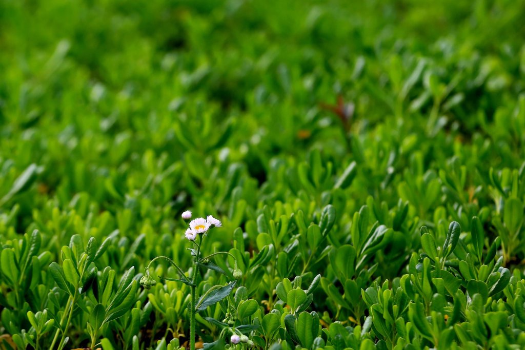 江苏淮安：谷雨时节 古淮河畔生机盎然