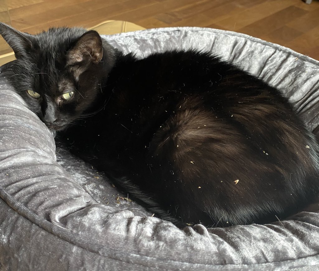 A furry relaxed & chilled 🍞 from Missy 🐈‍⬛ on #kittyloafmonday thanks to nip sprinkled in her donut 🍩 bed #panfursquad #CatsOfTwitter #blackcats