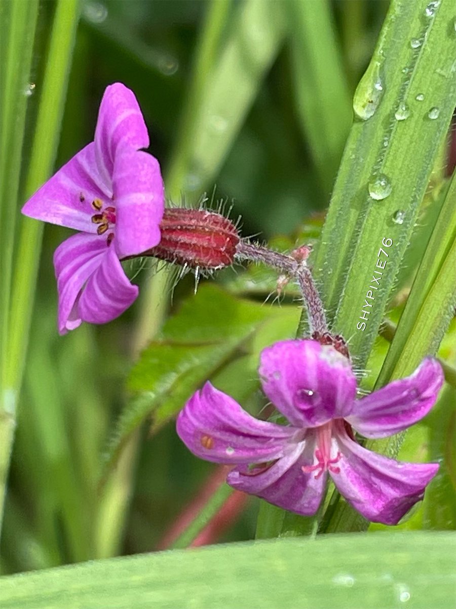 Good morning ☕️ Herb Robert in the rain 🌸🌿 #MagentaMonday #Wildflowers #WildflowerHour #ThePhotoHour #FlowerPhotography #Nature