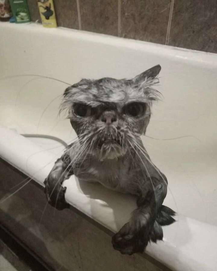 m3m3nt0x's tweet photo. @MonstersCoins $DRZL - A cat meta gem 💎 on #PUMPDOTFUN . 

Send it to Raydium https://t.co/T1O8GId5D1

X @itsjustadrizzle 

#pumpfun #Memecoin2024 #memecoin #MemeCoinSeason2024 https://t.co/Rhr6Ads9Wn