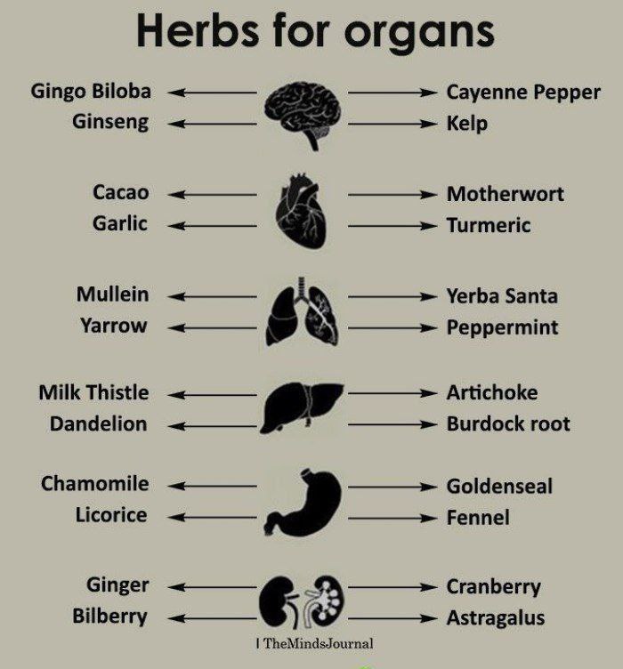 Herbs for Maintain Health of Organs. Brain - Gingko biloba, Cayenne pepper, Ginseng, kelp, Brahmi, Rosemary, Ashwagandha. Heart - Caco, Motherwort, garlic, turmeric, ginger, arjuna, Hawthorn, lemon Balm. Lungs - Mullein, Yarrow, Peppermint, Yerba Santa, Licorice, Adhatoda…