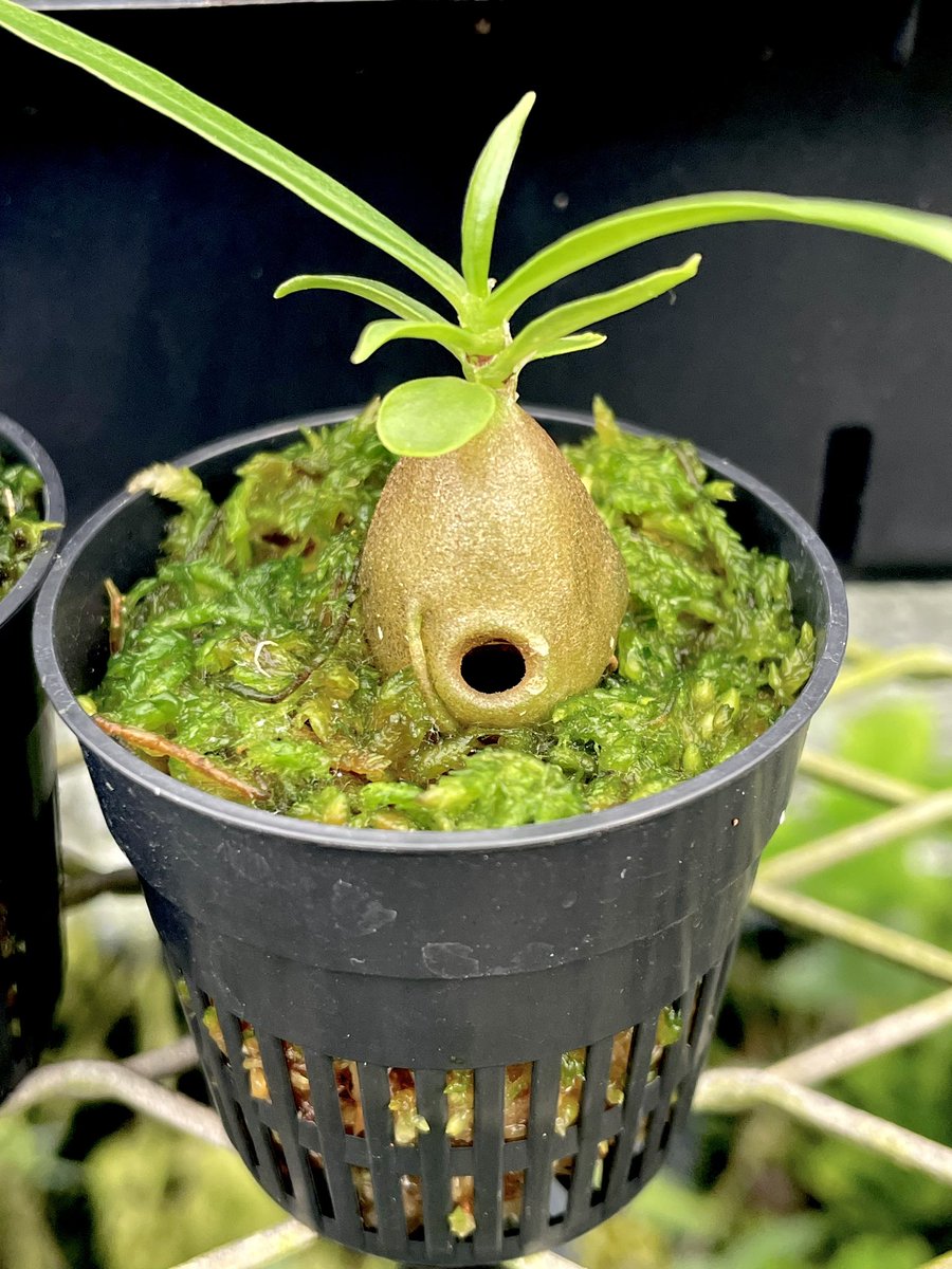 Myrmecodia archboldiana こんな変な植物が実在する…。世にも奇妙な