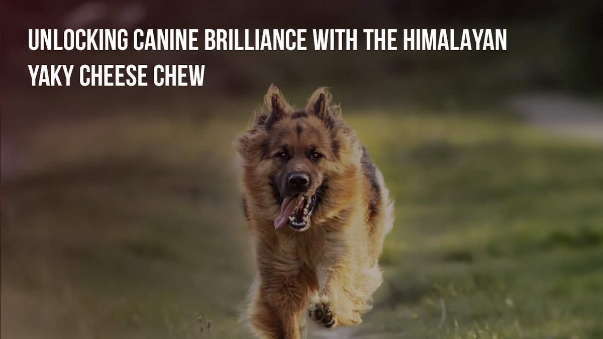 Unlocking #caninebrilliance one chew at a time with the #HimalayanYakyCheeseChew! 🐾🧀   

Check out how these tasty treats are making tails wag at JMY Pet Products!   

jmypet.com/unlocking-cani…  

#YakyCheeseChew #HappyTails #HimalayanYakyChew #DogTreats #CanineDelights