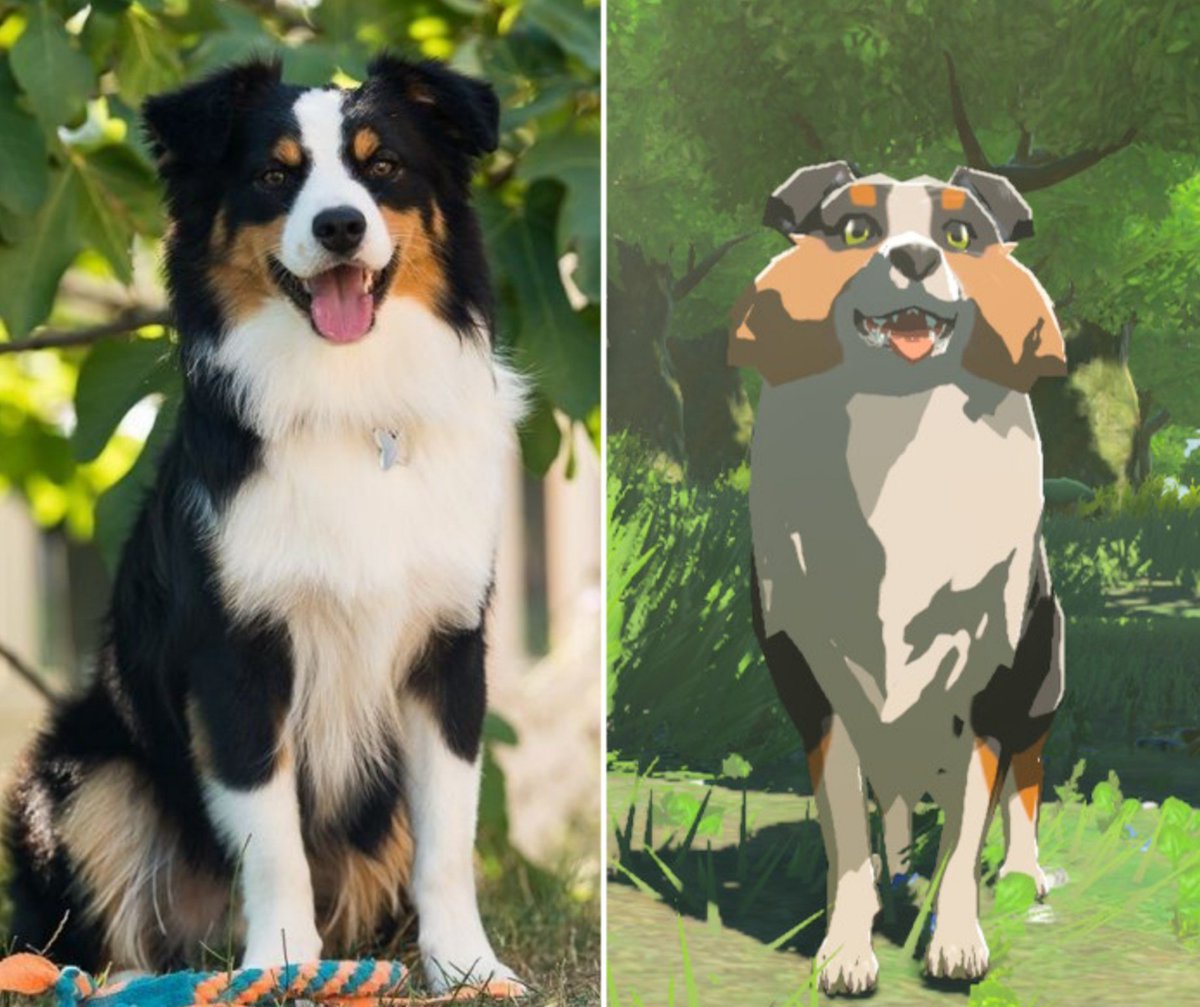 SavoirsZelda's tweet photo. 🐶 Si les chiens de Zelda BOTW / TOTK existaient dans la vraie vie, ils seraient probablement des bergers australiens! 🧡 https://t.co/QtzWjbpFAi