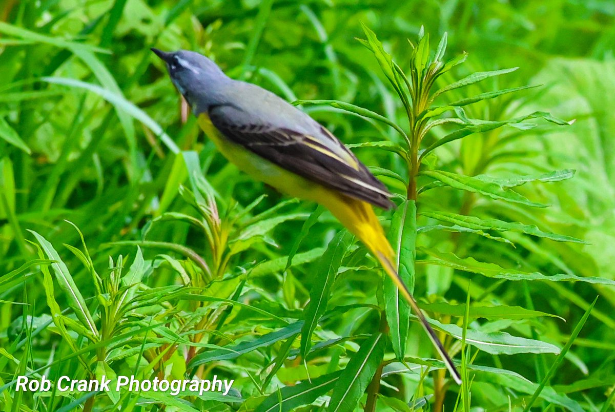 @MrWhoCapture A splash of green in the background of a Grey Wagtail catching flies to feed the little ones in the nearby nest. #canonphotography #birds #NaturePhotography #birdphotography