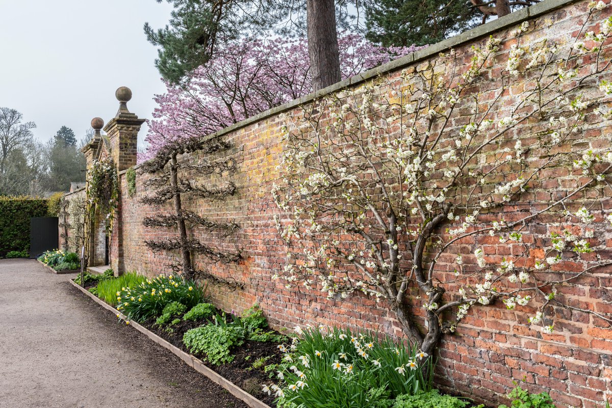 Blossom is one of the seasonal highlights here in the Grade-I listed garden at Erddig. As plum, cherry and pear blossom drift away, they’re replaced by delicate apple blossom throughout the garden and espaliered along the walls. #BlossomWatch bit.ly/3TSzcTm