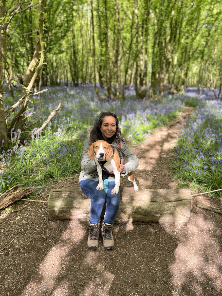 LisaCharran's tweet photo. ❤️Happy #NationalBeagleDay ❤️ https://t.co/1cCuxdTieZ