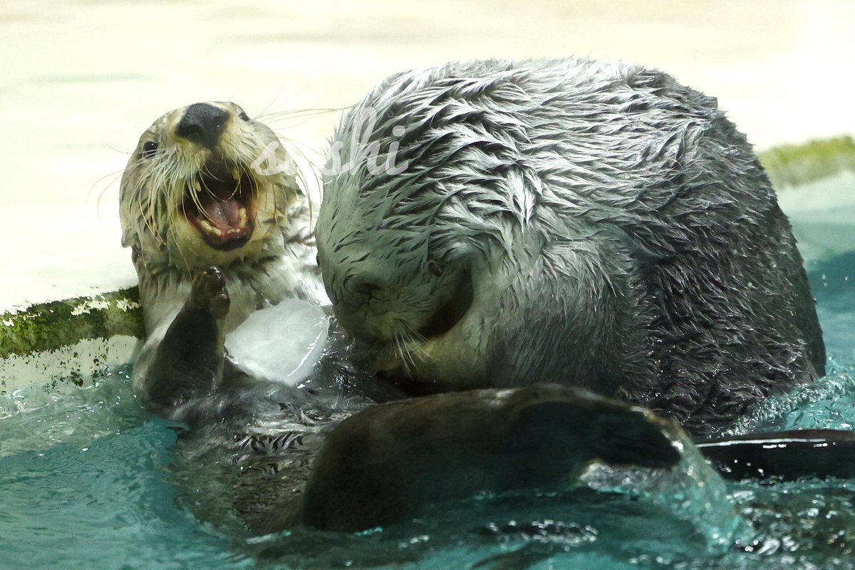 プレゼント強奪の現場をカメラが捉えた！📷 キ「ぎゃあー。飼育員さん