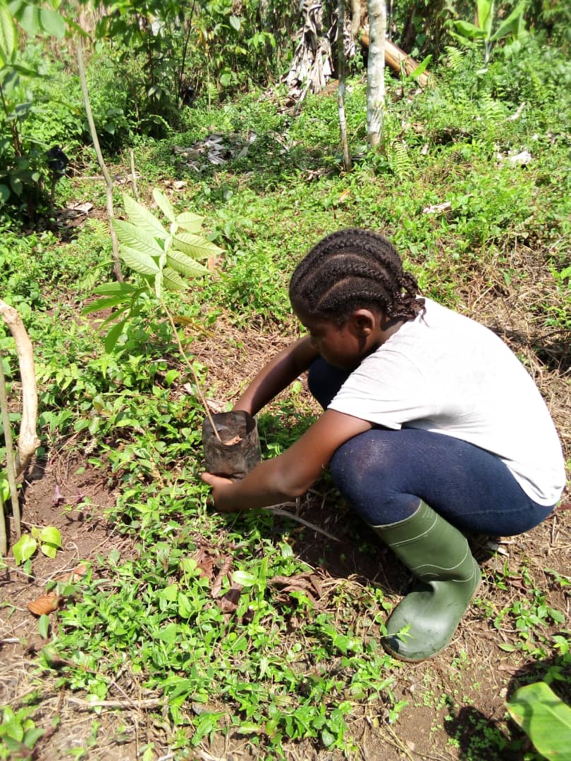 Green Cameroon tweet media
