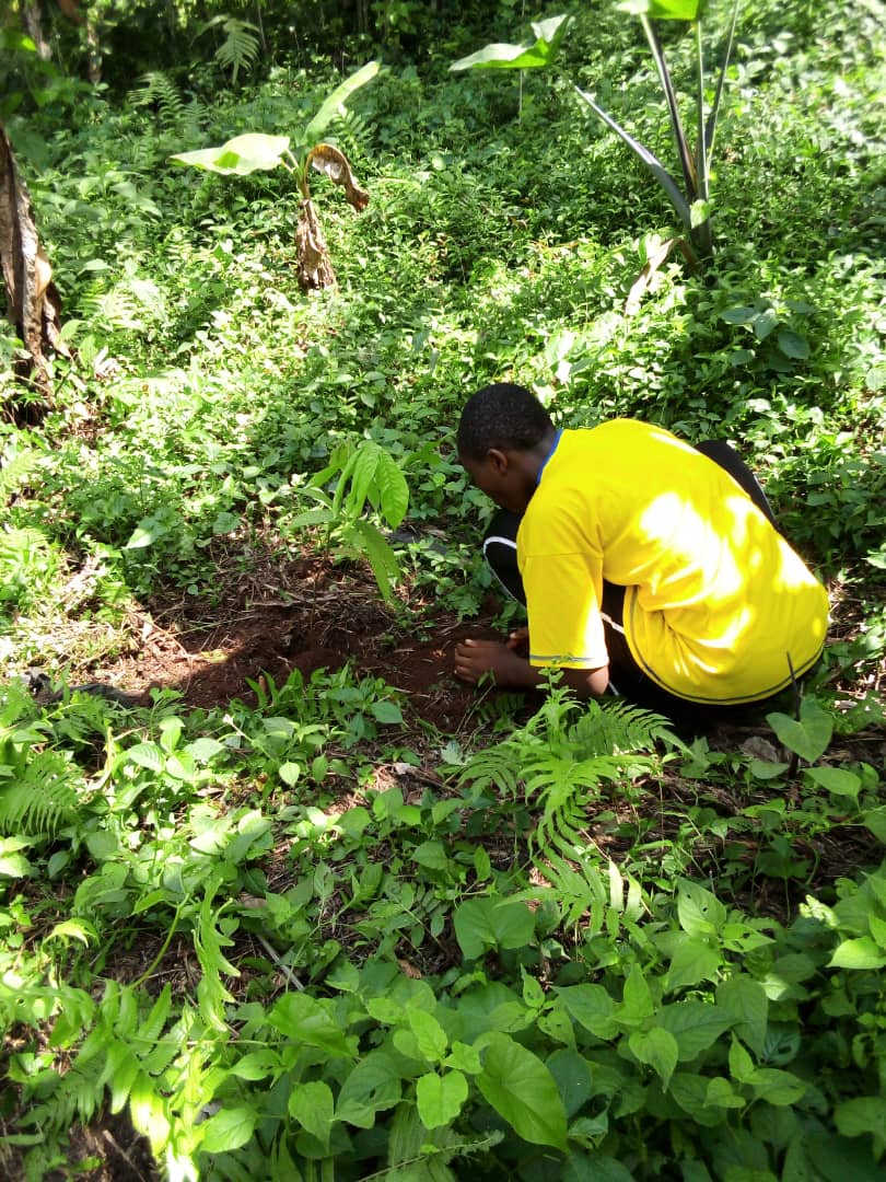 Green Cameroon tweet media