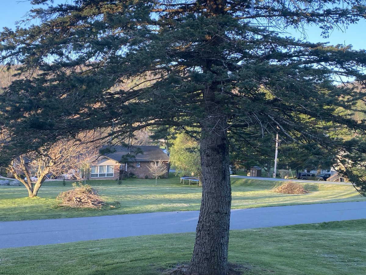 Was going to haul these two brush piles to the dump, which would be an all-day job (had to cut up a fallen tree)… decided instead to let them dry out for a year and have a couple bonfires next Spring.