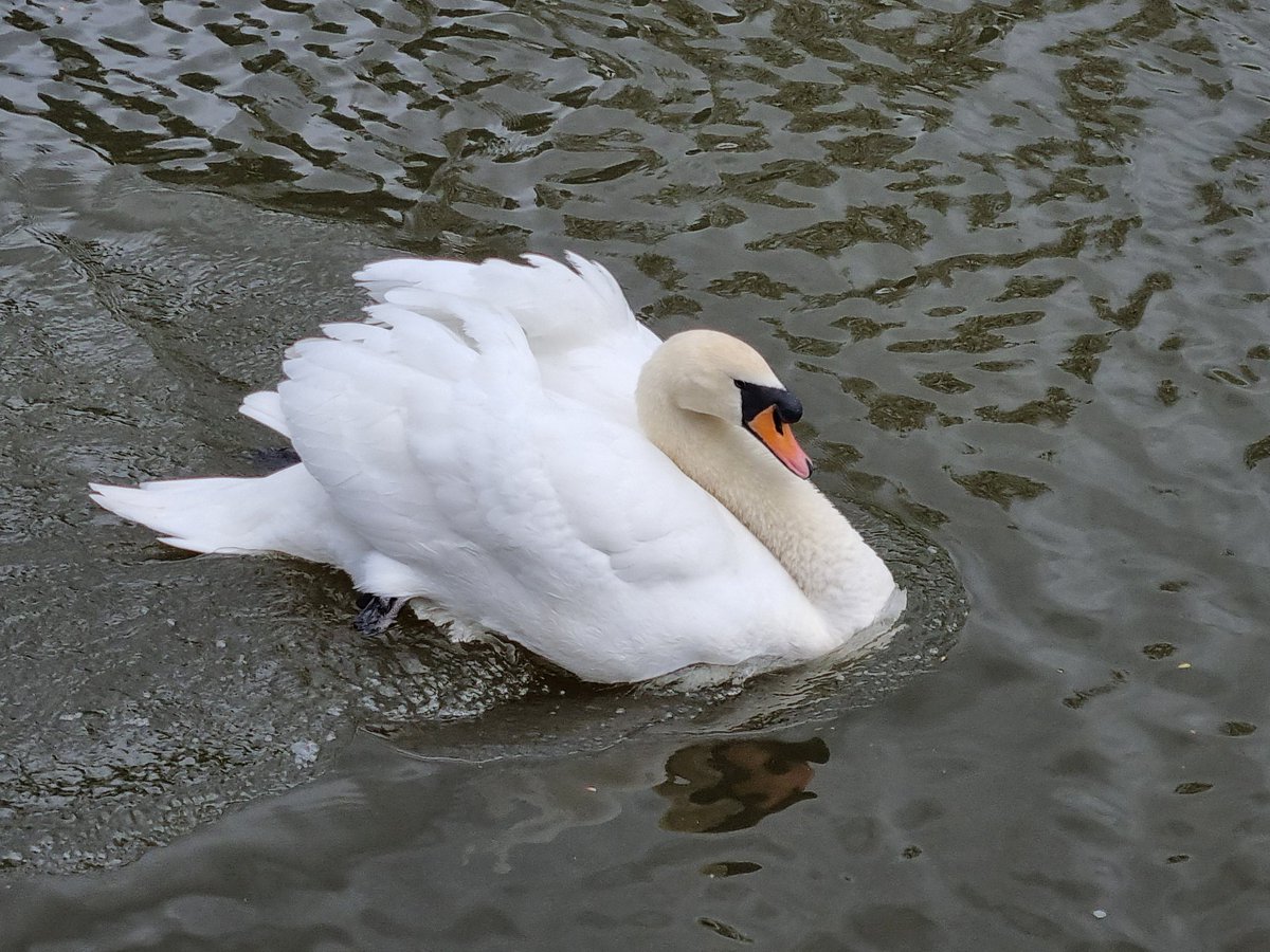 Shrewsbury River Severn Views  Sabrina Boat ⛴️ & Swans 📷 #Shropshire #NatureBeauty #photographer