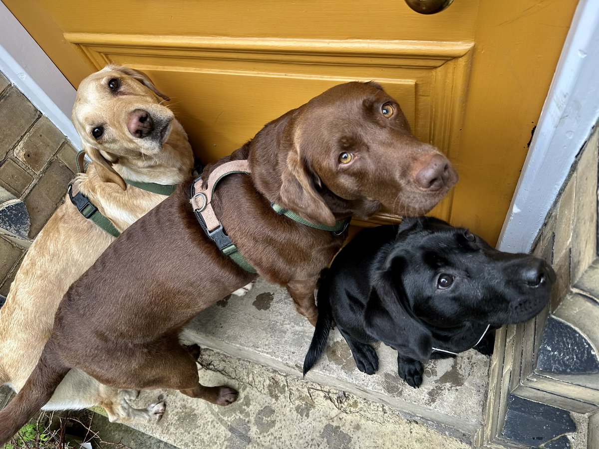 Labradors - double coated, waterproofed & insulated - were bred from St John’s Water Dogs, carefully selected to retrieve fish from the semi-arctic waters of Newfoundland and Labrador for their fishermen owners.

Here are 3 of them, begging to get inside to escape light drizzle.