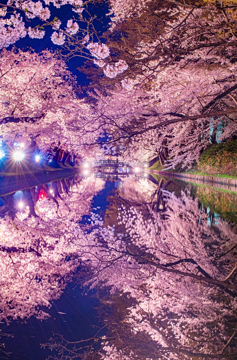 今年も弘前公園の桜リフレクションが超綺麗でした