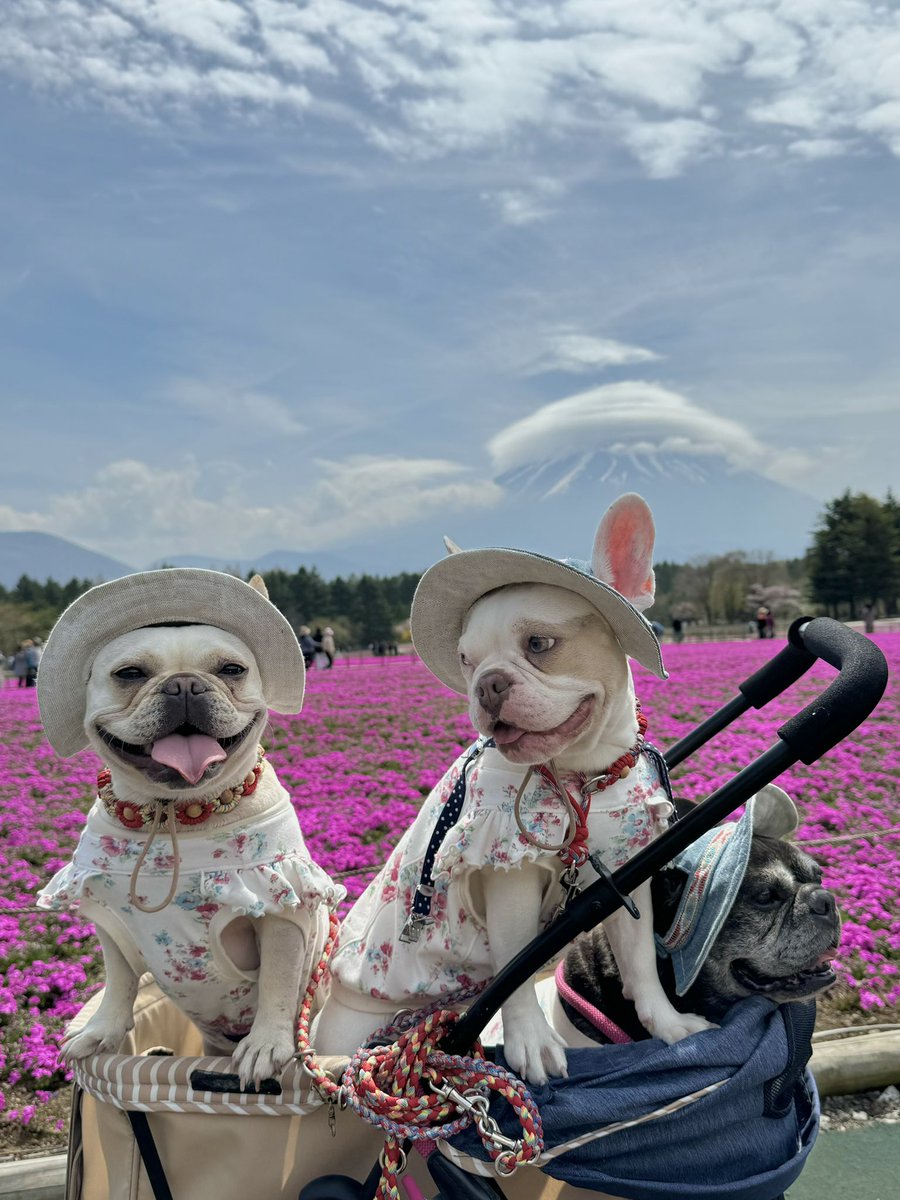 🌸🌸🌸🌸🌸🌸
『富士芝桜まつり』
行ってきたよ❤️ﾗﾌﾞ

昨日は朝から曇り空☁️
富士山🗻が半分だったけど芝桜🌸といっしょに📸
沢山の観光客の方に📸してもらいました
キレイだったね
次はどこに行こうかな♬
幸せ♡になーれ🍀
#フレブル #お花巡り
#TLをお花でいっぱいにしよう