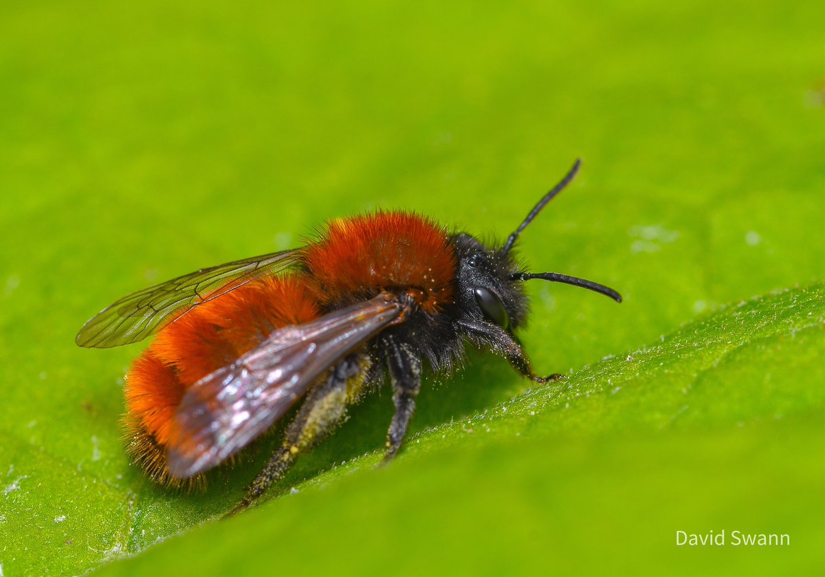 Female Tawny Mining Bee. (What a spectacular colour!) @Natures_Voice @NorthYorkMoors @YorksWildlife @WoodlandTrust @MacroHour @CUPOTYawards