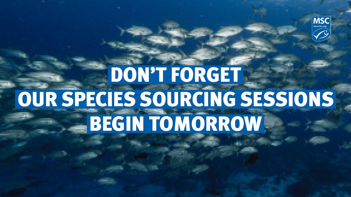 🌍🐟 Seafood buyers! Come to our ‘Seafood Sourcing Sessions,’ and understand the market for MSC certified products for these species.
🔹Atlantic tuna
🔹Herring
🔹Sustainable Whitefish
🔹Sardines

💻Find out more: bit.ly/40rMUyj #SustainableFishing