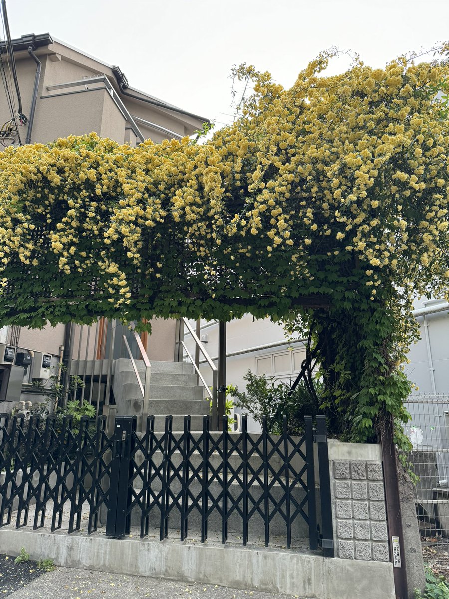 nobi's tweet image. #daikanyama today