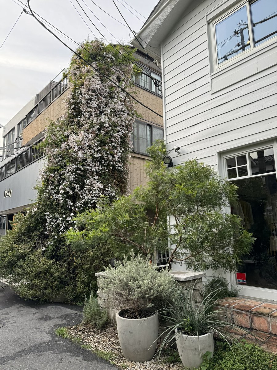 nobi's tweet image. #daikanyama today