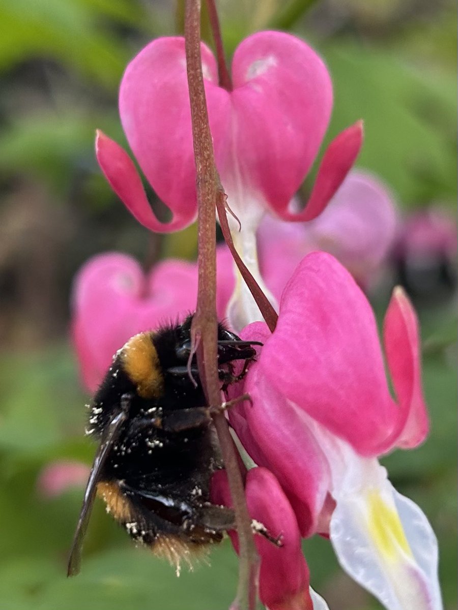 And we’re back to wet and cold weather to start the week. However, it’s not bothering this hungry bee breakfasting on this Dicentra. It’s been a magnet for bees all weekend and a perfect offering for todays  #MagentaMonday