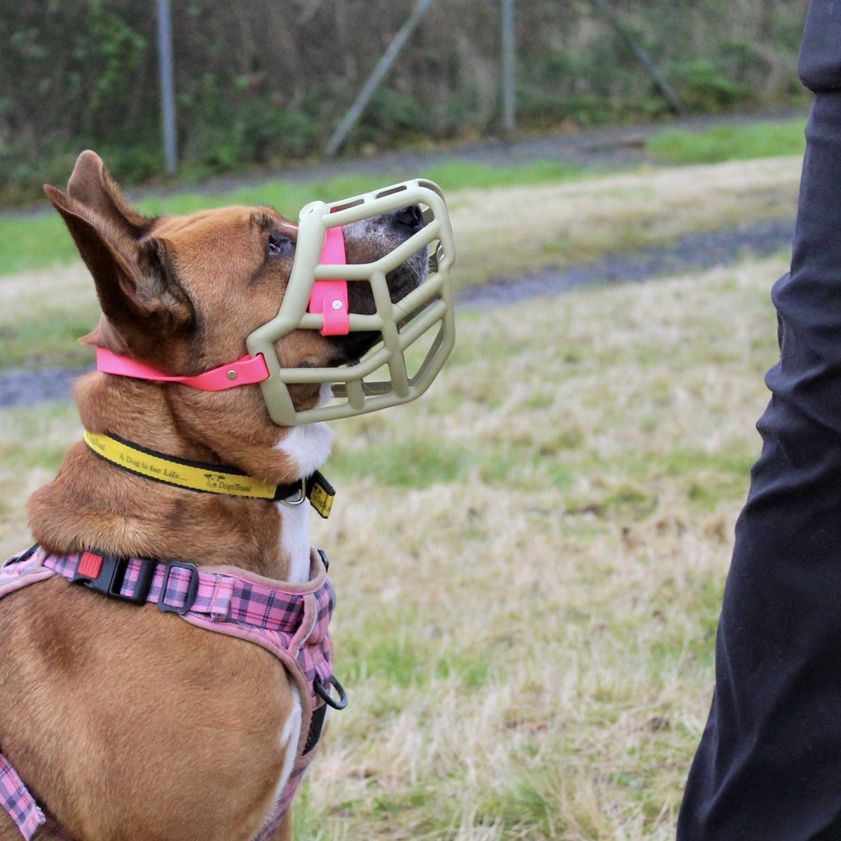 DT_Ballymena's tweet photo. Ginny is showing off her stylish muzzle for #MuzzleMonday ๐คฉ
Ginny is super smart and has been working on her muzzle training as she needs to wear it when out and about! #Superstar ๐ฆฎ๐พ
Meet gorgeous Ginny https://t.co/h126WJhMCb
@dogstrust
#muzzletraining #ADogIsForLife https://t.co/uM2Ae9rdVX