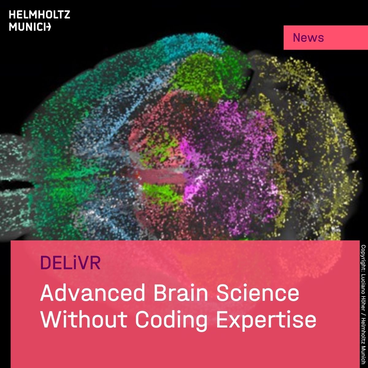 #3D Brain Analysis with #AI A team at #HelmholtzMunich & @LMU_Uniklinikum developed #DELiVR. The #DeepLearning tool allows #brain cell mapping without coding expertise. 🚀Fostering #PrecisionMedicine, e.g. for #Cancer-related weight loss. 👉t1p.de/smjnn