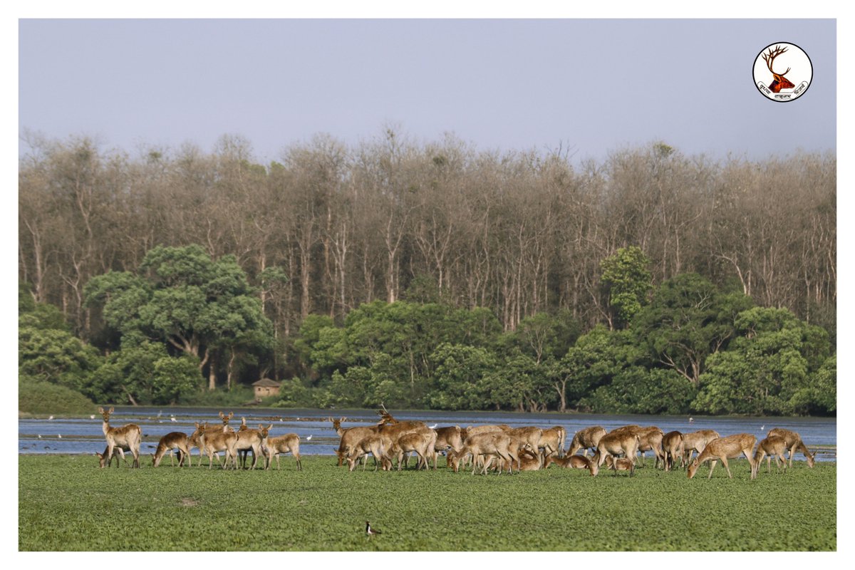 Barasingha are a very apprehensive & nervous deer, sensitive to disturbance, & easily spooked. They have a number of predators in the wild including the tiger.

#Barasingha #wildlifephotography #wildlife 
@moefcc @ntca_india @UpforestUp @ifs_lalit @raju2179