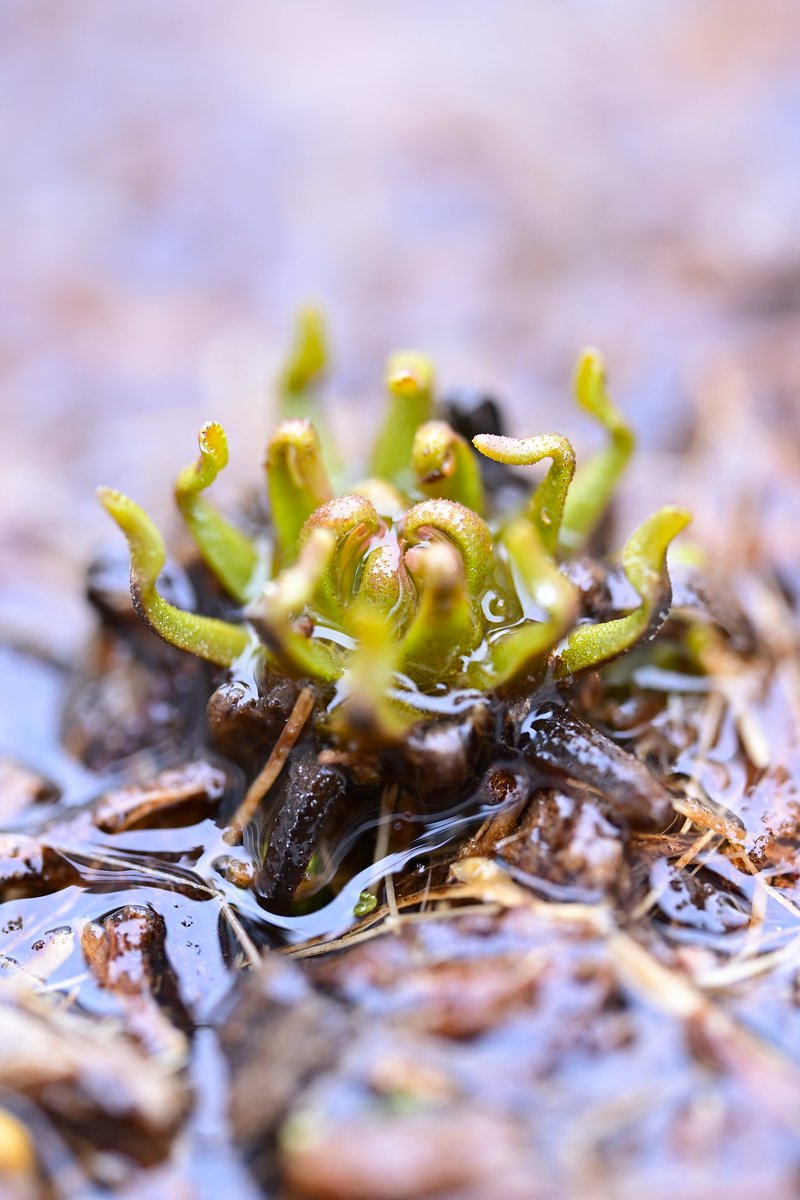 #Drosera #anglica #ナガバノモウセンゴケ #食虫植物 #ドロセラ #アングリカ #Carnivorousplants #Zf #Nikon #ニコン #私とニコンで見た世界 #ZMC105 #ZMC105mm
NIKKOR Z MC 105mm f/2.8 VR S
 冬芽が結構緩んで広がってきました。なお本種は、生育期は水没寸前くらいまで腰水の水位を上げてます。