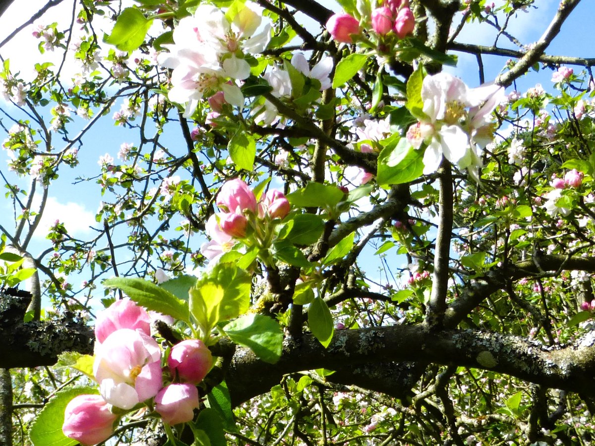 More like Blossom Monday than #MagentaMonday, but so lovely to see the orchards @HanburyHallNT at the moment! 🩷🌱🌸🌱🩷 @ThePhotoHour #Blossomtime #WorcestershireHour #FlowersofTwitter #flowerphotography