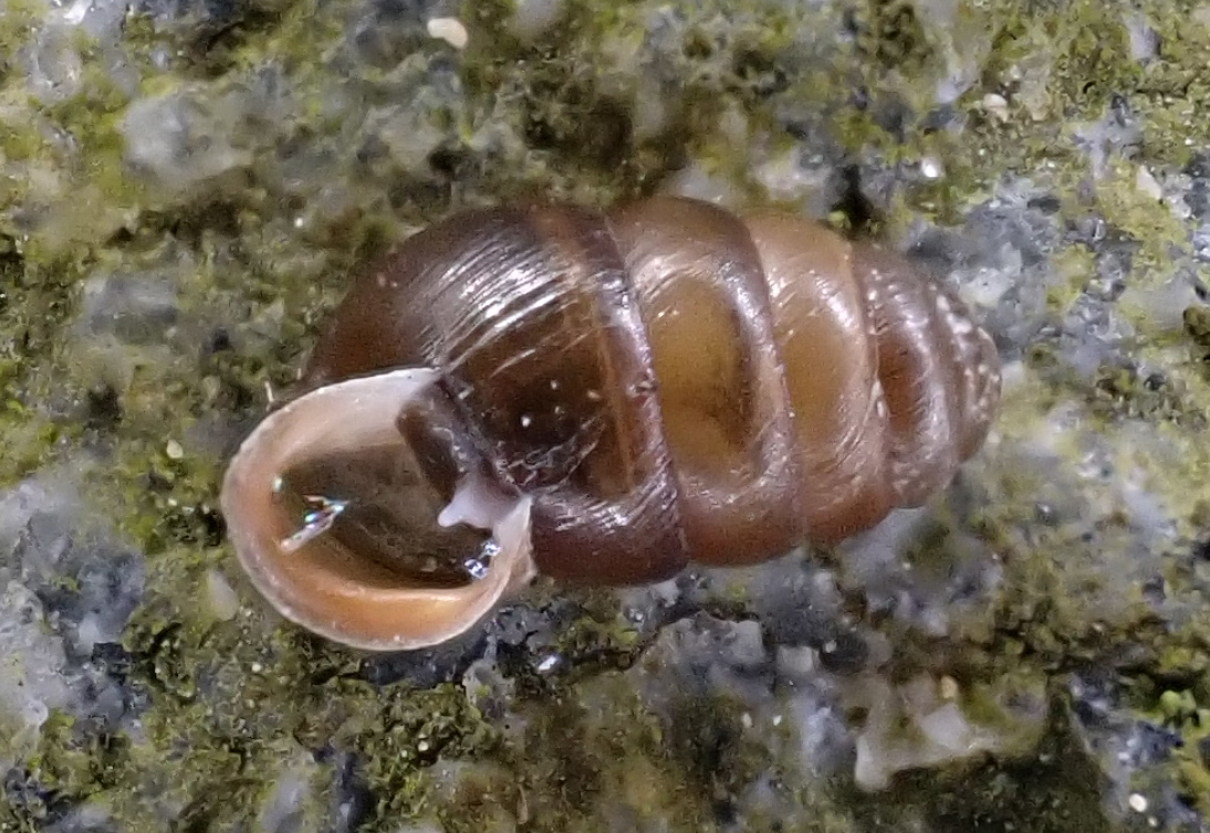 Love the shape of this snail from my Leeds garden. At about 3mm the Common Chrysalis Snail (Lauria cylindraceais) is easily overlooked - this one is new to hectad SE33 on iRecord. Thickened white lip and single tooth inside the mouth confirm identity. @ynuorg