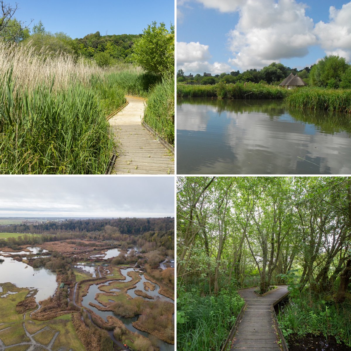 🌍 Happy Earth Day! Let's celebrate and protect the vital ecosystems of wetlands. Wetlands have the potential to save species from extinction, tackle climate change, and improve our lives. #EarthDay #WetlandsConservation #ProtectOurPlanet #WWT