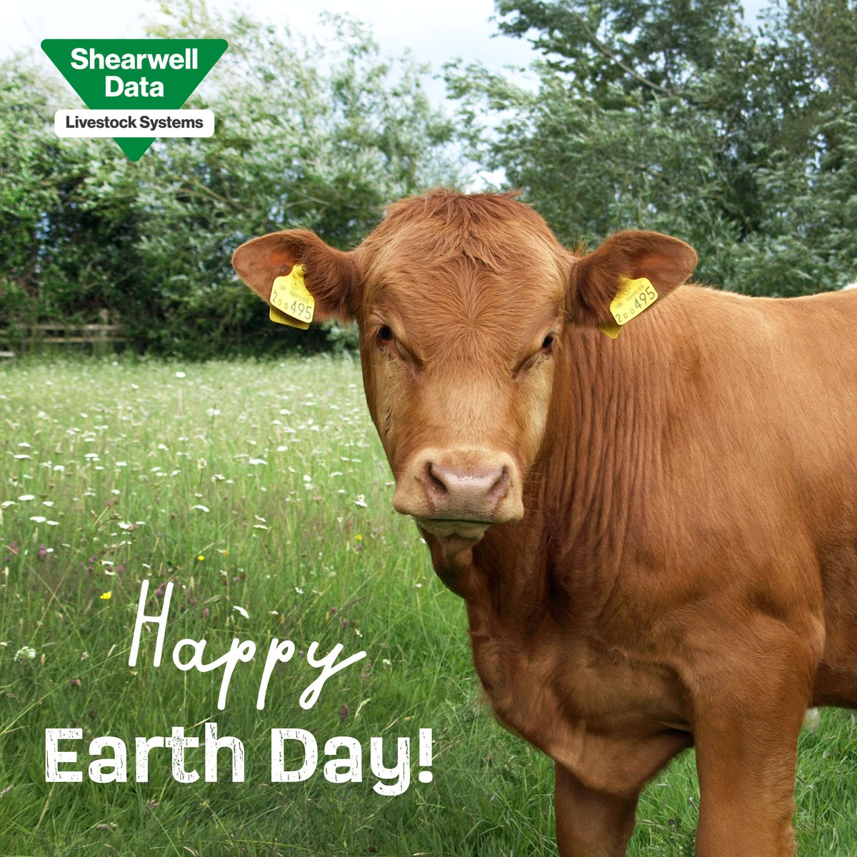 Shearwell Data Ltd tweet media