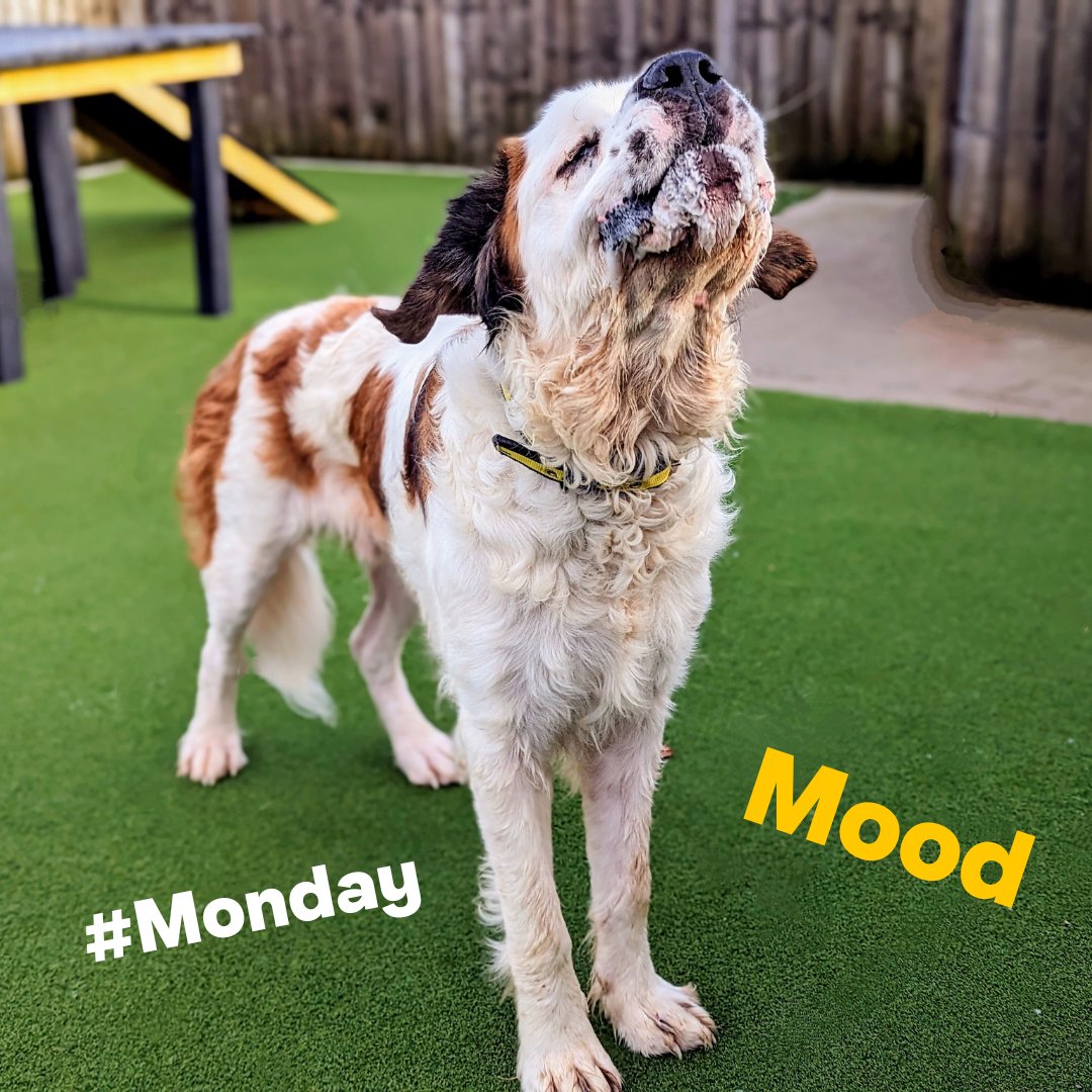 Clifford is letting everyone know how he feels about #Mondays...🙈 Let it out Clifford, let it out...😅 However, we are thrilled to announce that Clifford has now been reserved 💛 #DogsTrust #MondayMood #MondayVibes #DogsTrustCardiff #adoptdontshop #StBernard