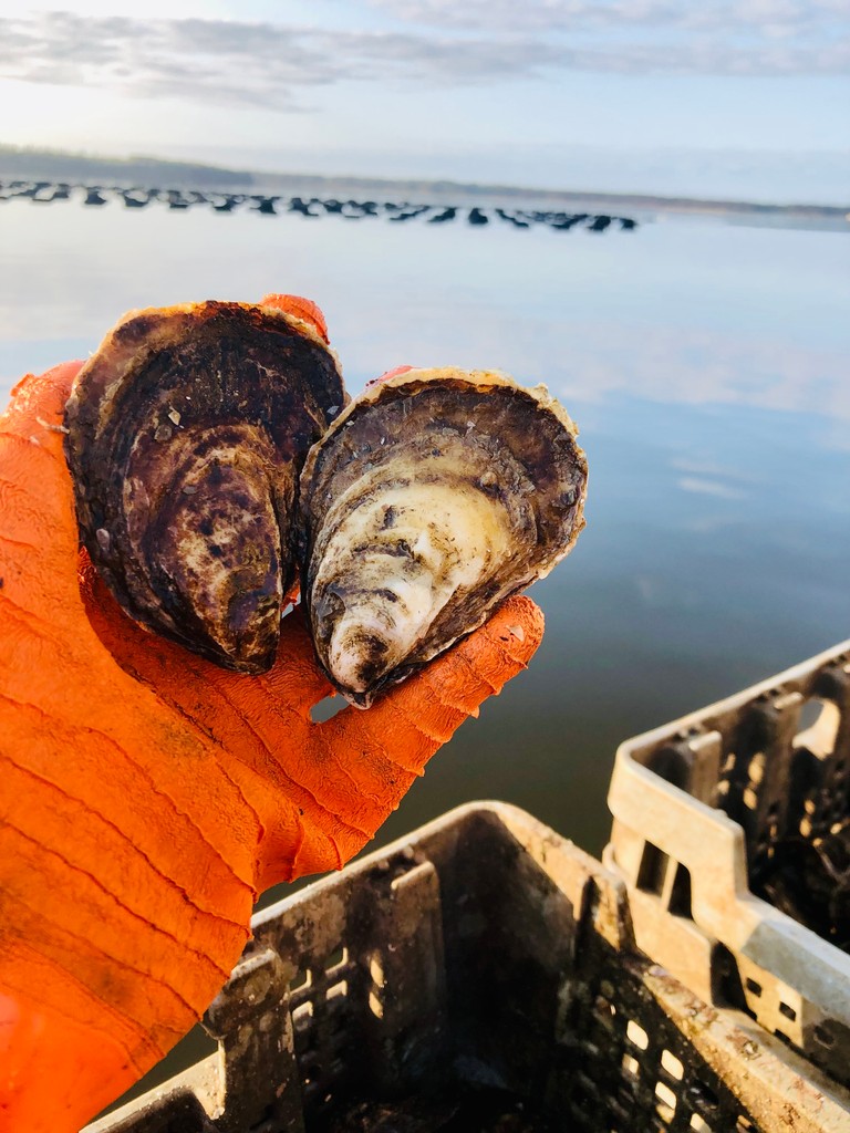 🌎🌊 Happy Earth Day! 

These incredible bivalves help filter and clean the water, improving water quality and creating a more sustainable environment for marine life.

#EarthDay #Oysters #SustainableSeafood #CascumpecBayOysters 🌿🦪