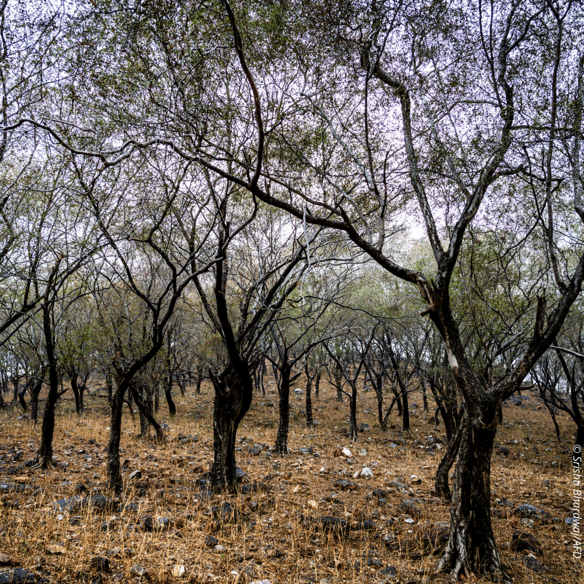 🌎It's #EarthDay! 🌱Take a look at the pictures of the initiative we are supporting in Rajasthan, which preserves and restores biodiversity while combining reforestation and economic development for local communities ⤵️