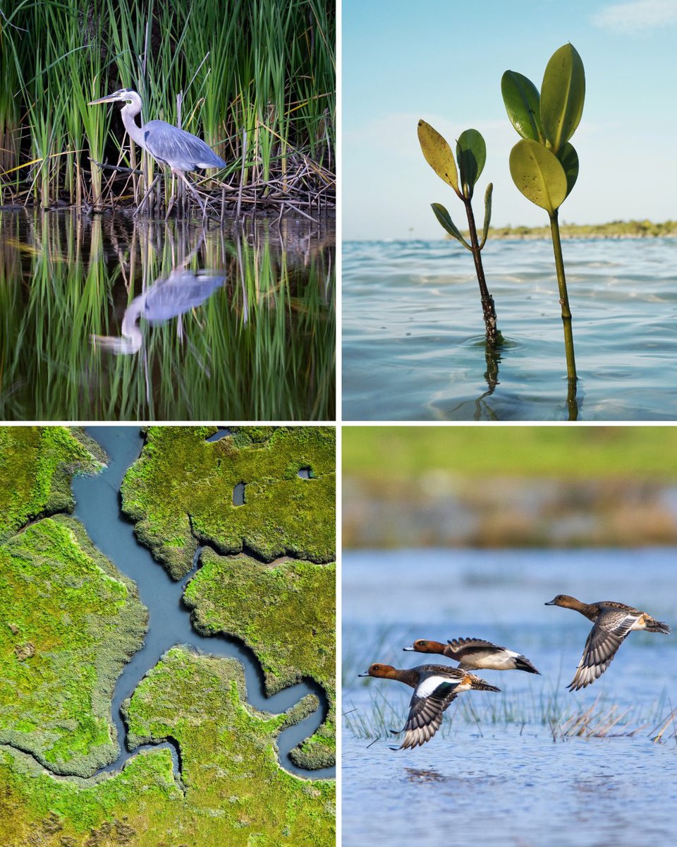 WWTworldwide's tweet photo. There is no life on 🌍 without wetlands.

They cover only 6% of the planet, but support 40% of species on earth and store more carbon than all the world’s forests combined. 

#EarthDay #EarthDay2024 https://t.co/KEzBvvUthQ