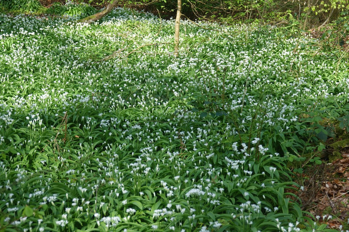 Garlleg gwyllt ar lan yr Hafren - a llwch eu harogli?! Wild garlic on the banks of the Severn - can you smell them?!