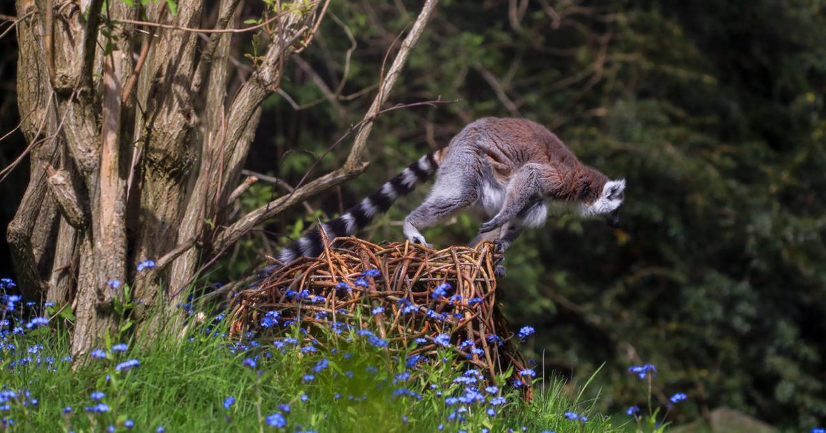 EdinburghZoo tweet picture