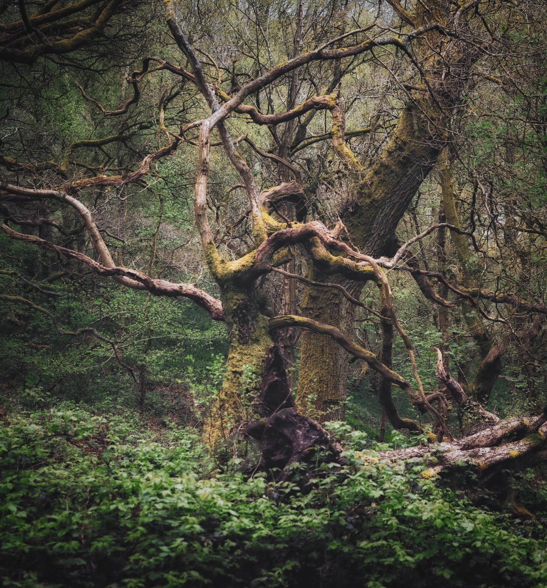 Spotted this gnarly tree on my local walk 

#woodland #fsprintmonday #wexmondays #peakdistrict @OPOTY