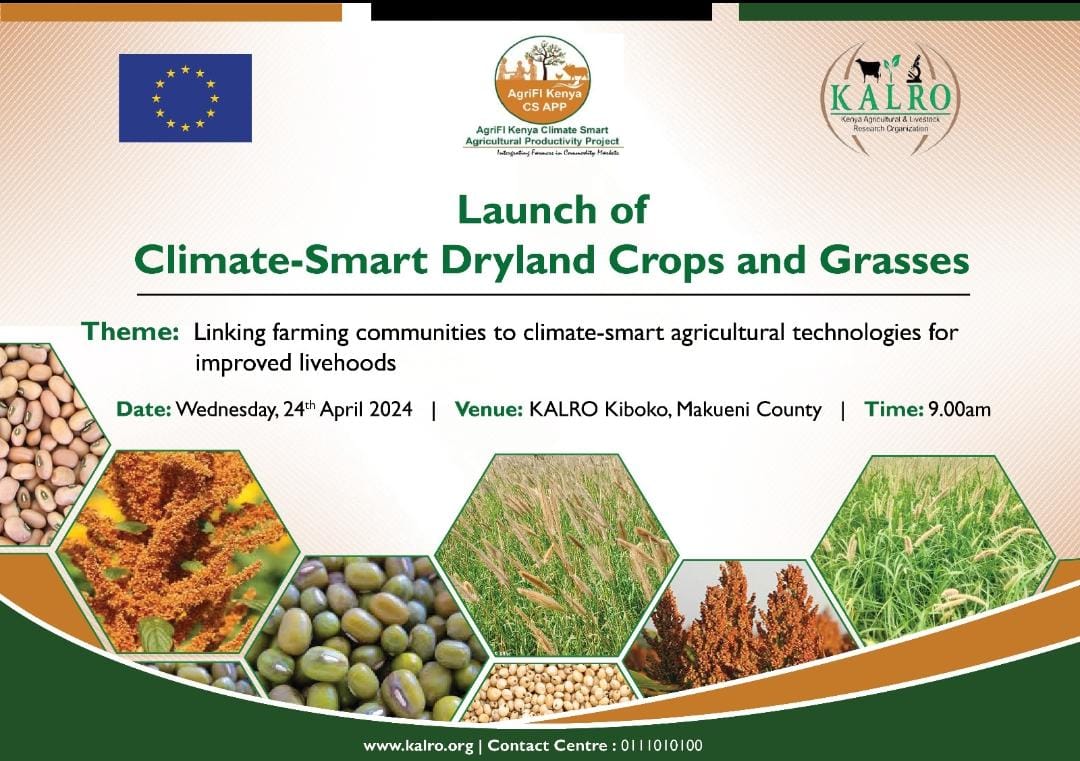 Exciting news! KALRO is set to launch an improved crop and range of grass varieties for improved productivity in Kenya ASALs. The crops include Sorghum, Grain Amaranth, Green gram, Cow pea and Range land grasses.