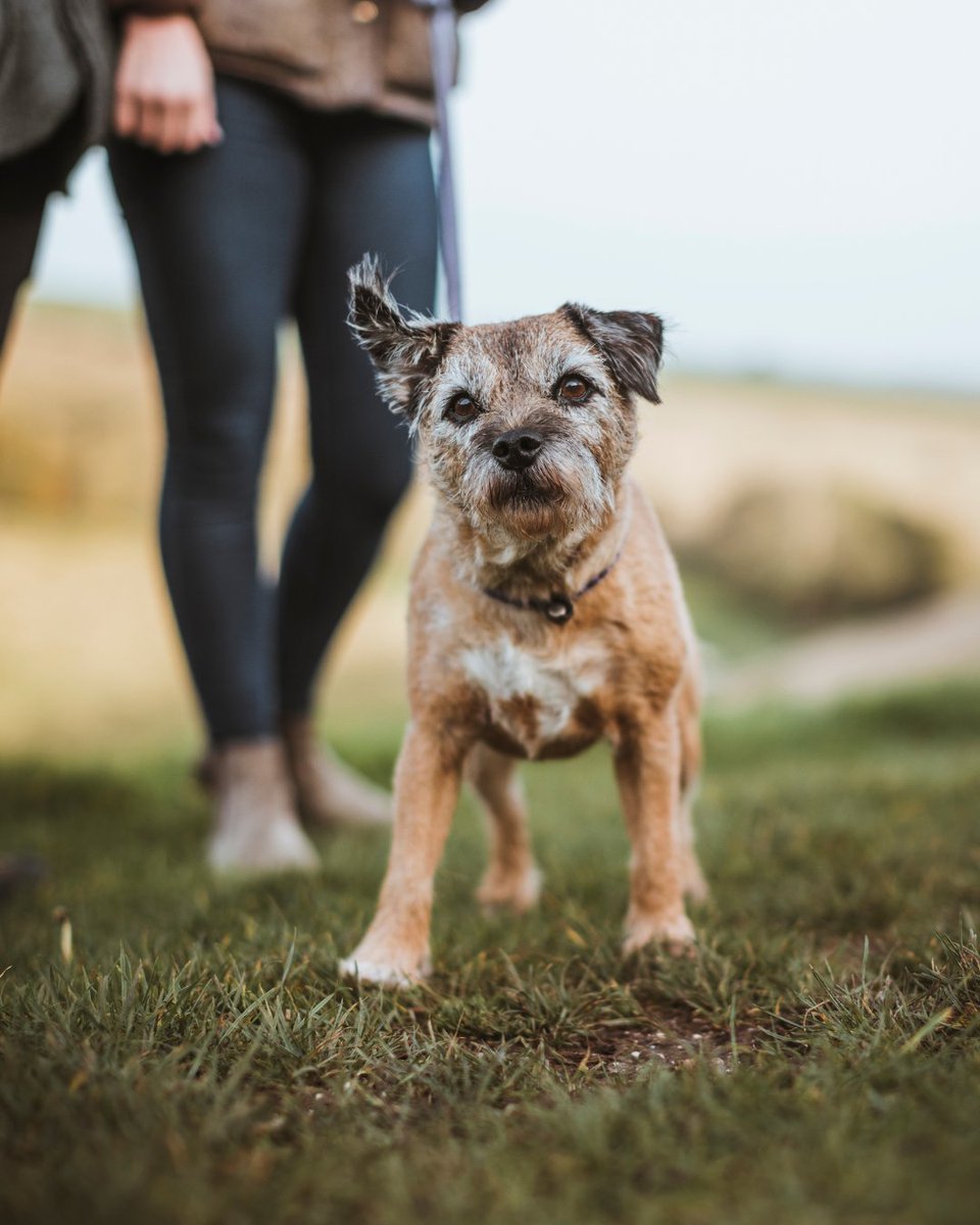 The Mile in Pocklington is launching Posh Paws, a curated selection of high quality dog products. Their launch day will include talks, training sessions, goodie bags, doggie breakfasts and cream teas. Why not stop by and treat your pup? loom.ly/wT9Szyo