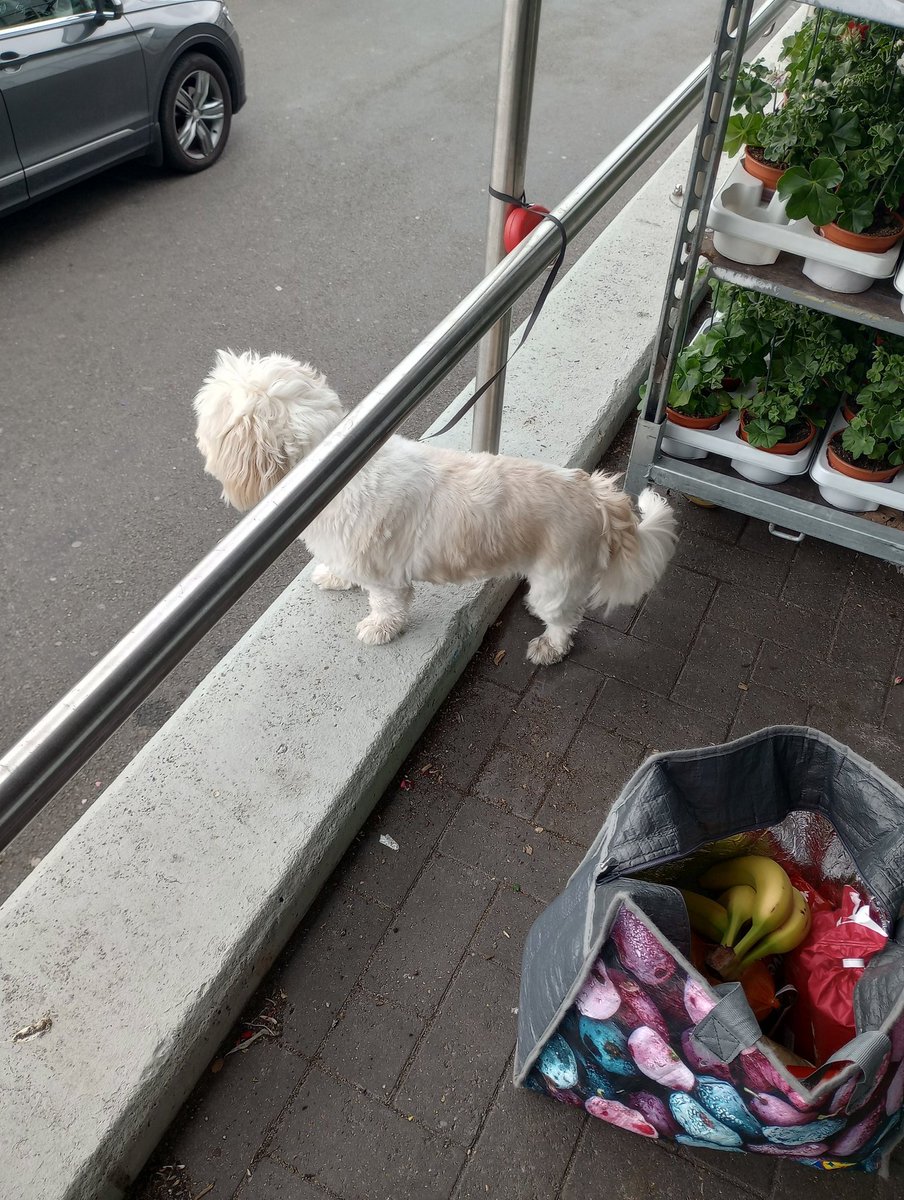 Came out of my local Lidl & found someone had tied their #dog up & had gone in to do the shopping. I'm staying with the dog. Been here at least 15 mins #DogsHow do some owners still not know about #DogTheft!??? @DogLostUK @missingdogwales