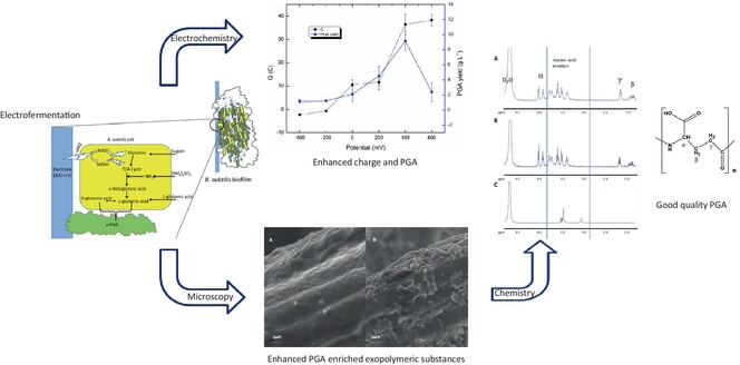 Electrofermentation sparks a 2x increase in poly-γ-glutamic acid (γ-PGA) production using Bacillus subtilis. With an electrode potential of E=0.4V, γ-PGA concentrations increased to 9 g/L, offering new avenues for industrial biopolymer production 🏭 ➡️ ami-journals.onlinelibrary.wiley.com/doi/10.1111/17…