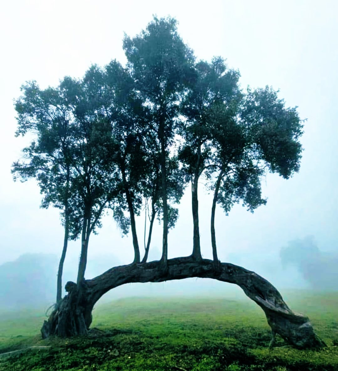 Los árboles, seres vivos con ansias de vida.. Sin ellos nuestro planeta sería inhabitable. Feliz #DiadeLaTierra !