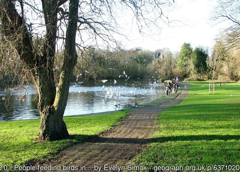 Picture of the Day from #Norwich 2020 #WensumPark #lake #feeding #birds geograph.org.uk/p/6371020 by Evelyn Simak