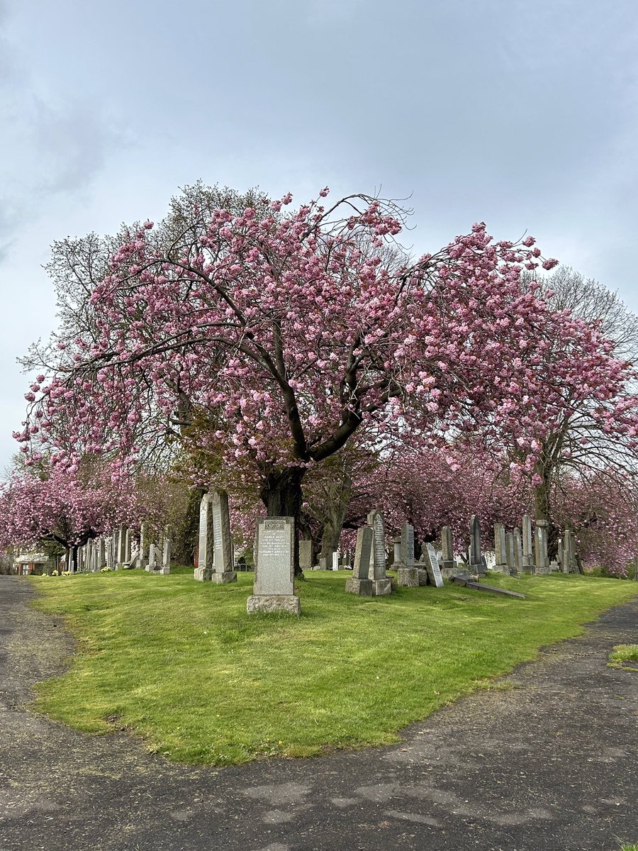 Beautiful trees all over the local graveyard, blooming away, this is life, this is hope, this is #EarthDay 🌸🌳🌱 #beauty #trees #MonoNoAware
