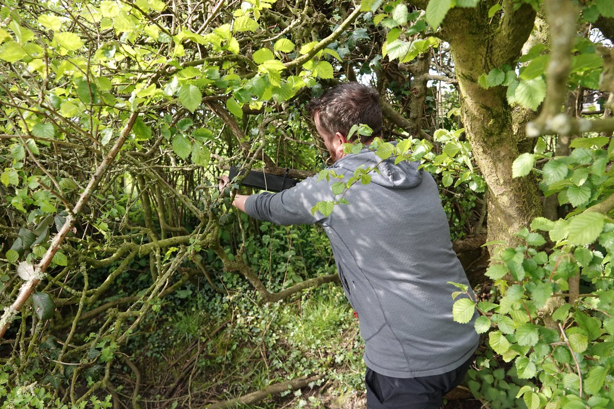 Thank you to local ecologist Aaron Davies for helping to install 50 Dormouse survey tubes for us at a farm in the Vale of Glamorgan. The farm has over 5km (and increasing) of thick hedgerow which is linked to surrounding woodland and scrub - so fingers crossed.