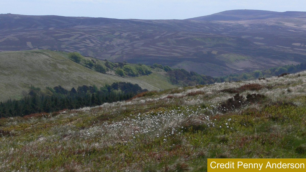 Our Director & Policy Lead contributed to the UK Government’s POSTnote on ‘Wildlife risks to UK landscapes’ published last week. Two key issues that they commented on were on #peatland rewetting and prescribed burning. You can read the full report here: post.parliament.uk/research-brief…